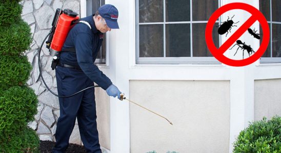 Kurucaşile Bit İlaçlama böcek ilaçlama ve haşere kontrolü — ilaclama-tr.com